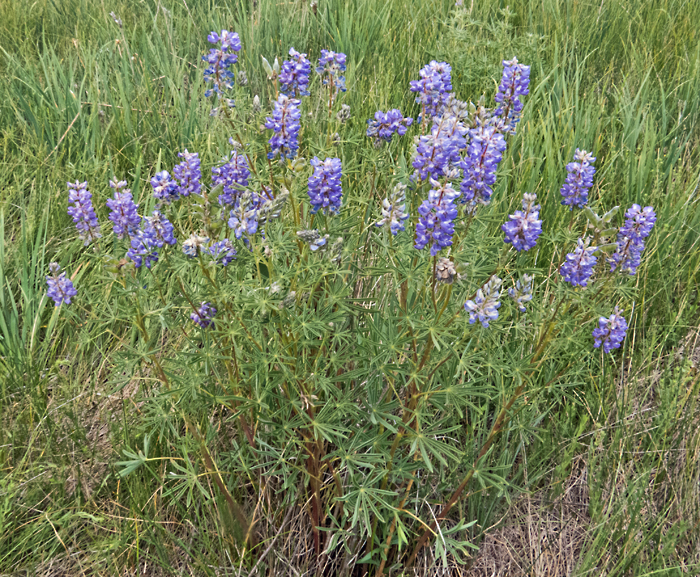 Lupine sp 1.jpg